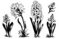 sketch black and white line art hyacinth bouquet hand drawn set of flowers.