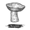 Sketch of bluing boletus mushroom. Blue-cap shroom