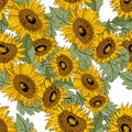 Sketch of a bouquet sunflowers on an isolated background.Hand drawn. Seamless pattern Royalty Free Stock Photo