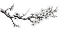 Sketch of a branch of a blossoming cherry tree. Royalty Free Stock Photo