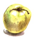 Sketch of A brilliant ripe yellow apple. Real watercolor. hand d