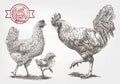 Sketch of brood-hen