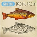 Sketch Of Brook Trout Or Squaretail. Seafood, Fish