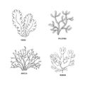 Sketch brown algae on white backdrop. Vector drawing illustration. Line art. Royalty Free Stock Photo