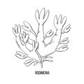 Sketch brown algae on white backdrop. Vector drawing illustration. Line art.