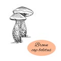 Brown Cap Boletus Ink Drawing