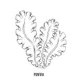 Sketch brown porfira algae on white backdrop. Vector drawing illustration. Line art. Royalty Free Stock Photo