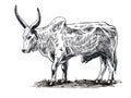 Sketch of bull drawn by hand. livestock. cattle. animal grazing