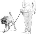 Sketch of bulldog with his owner walking on a stroll