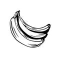 Sketch of bunch of juicy tropical bananas on a white background. Vector outline cartoon fruits