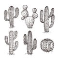 Sketch cactus. Hand drawn desert cactuses. Vintage engraving western mexican plants vector set