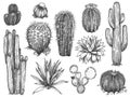 Sketch cactus. Hand drawn succulents, prickly desert plants, agave, saguaro and prickly pear blooming cactuses engraving vector