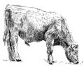 Sketch of calf eating grass. Cow, bull, farm animal. Hand drawn Royalty Free Stock Photo