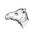 Sketch of a camel. Hand-drawn illustration in vector format Royalty Free Stock Photo