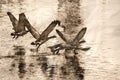 Sketch of Canada Geese Flying Over Water