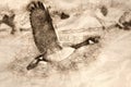 Sketch of a Canada Goose Taking Off From a River Royalty Free Stock Photo