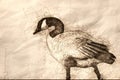 Sketch of a Canada Goose Wading in the Water