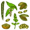 Sketch cardamom, herbs and spices Royalty Free Stock Photo