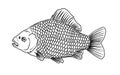 Sketch carp fish Royalty Free Stock Photo