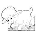 sketch cartoon scene with funny looking farm sheep smiling illustration for children