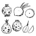 Sketch celeriac . Vector illustration