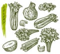 Sketch celery, vegetable and spice seasoning plant