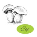 Cep Hand Drawn