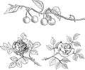 Sketch of cherries on a branch and roses