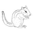 Sketch Chipmunk Vector Illustration on White Background Royalty Free Stock Photo