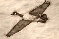 Sketch of a Close Look at a Canada Goose in Flight