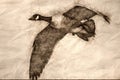 Sketch of a Close Look at a Canada Goose in Flight