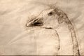 Sketch of a Close Look at the Profile of a White Goose