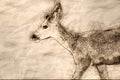 Sketch of a Close Look at the Profile of a Young Buck Deer