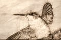 Sketch of a Close up of a Ruby Throated Hummingbird Against a Dark Background