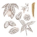 Sketch Of Cocoa Pod With Seeds, Branches And Flower. Vector Chocolate Ingredient Done In Vintage Style.