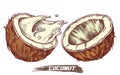 Sketch of coconut fruit, coconut milk splash