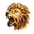 Sketch color vector lion head