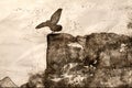 Sketch of a Common Black Raven Landing on the Rocky Canyon Ledge