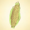 Sketch corn cob in vintage style