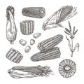 Sketch corn. Vintage hand drawn maize vegetable, engraving styled plant and corn grain vector illustration set