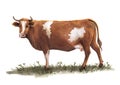 Sketch of cow drawn by hand. livestock. cattle. animal grazing