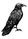 Sketch of a crow black outline on a white background isolated, stock vector illustration for design and decoration, sticker,
