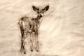 Sketch of a Curious Buck Deer Making Direct Eye Contact Royalty Free Stock Photo