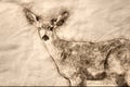 Sketch of a Curious Buck Deer Making Direct Eye Contact Royalty Free Stock Photo