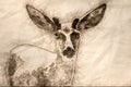 Sketch of a Curious Buck Deer Making Direct Eye Contact Royalty Free Stock Photo