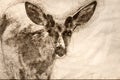 Sketch of Curious Buck Deer Making Direct Eye Contact Royalty Free Stock Photo