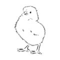 Sketch Cute chick. Hand drawn graphic illustration of little bird, chicken Royalty Free Stock Photo