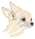 Sketch of cute Chihuahua hua dog