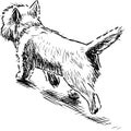 Sketch of cute lap dog walking outdoors