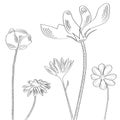 Sketch with decorative flowers Royalty Free Stock Photo